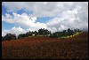 Hilly Farmland East of Scio